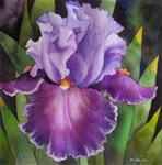 American Iris 7 - Posted on Wednesday, April 8, 2015 by Nel Jansen