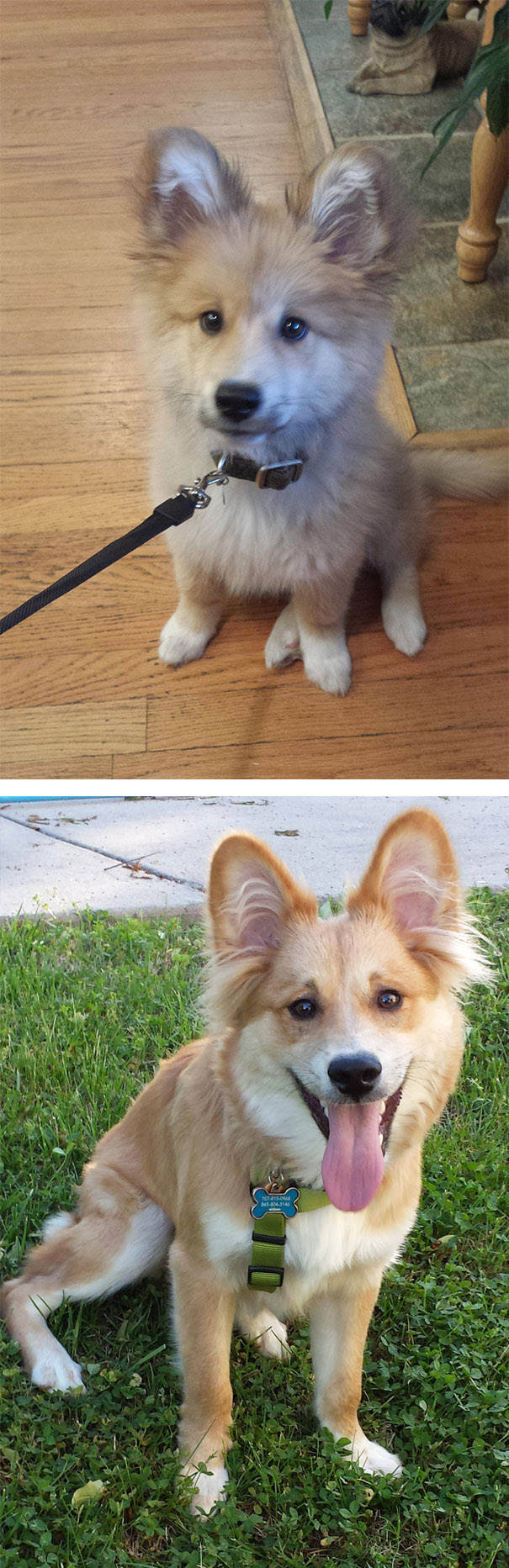 Gordie (Corgi + Golden Retriever Crossbreed)