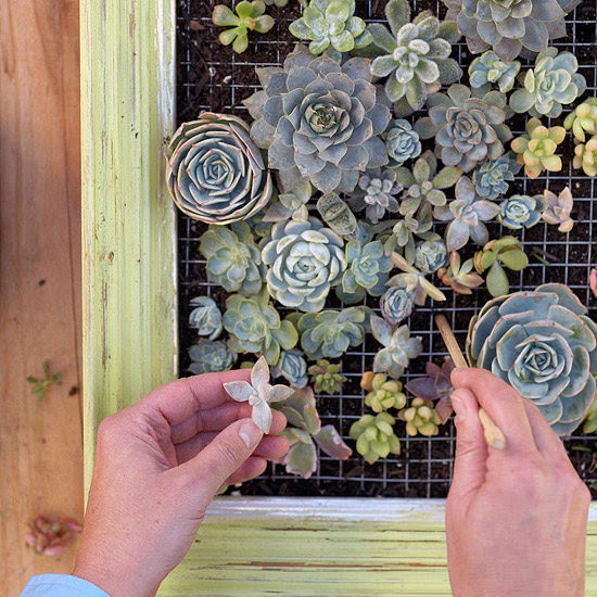 Turn a Small Space Into a Big Harvest  Succulent-garden