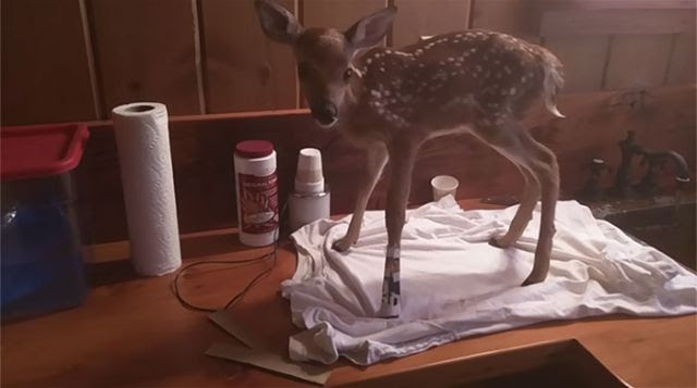 Baby Deer Won't Leave the Human Who Saved Her Life (Video)