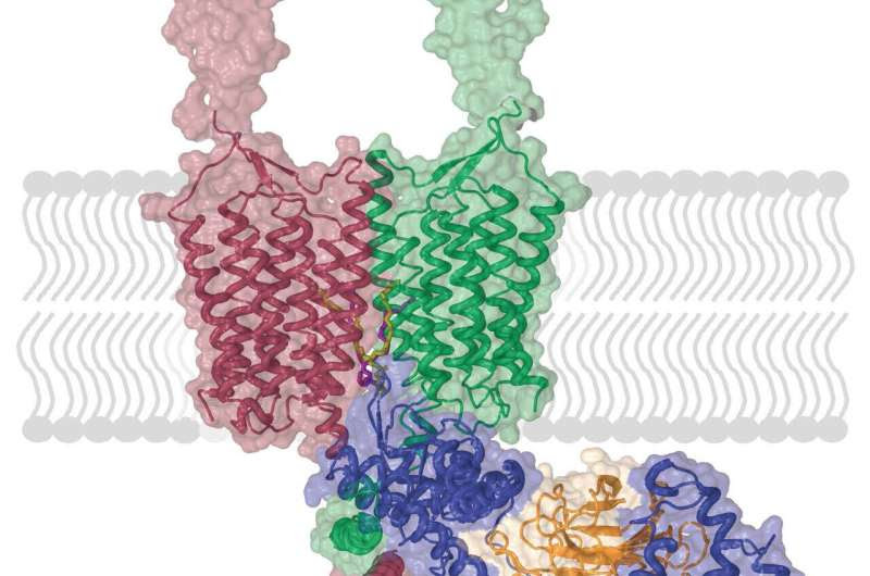 Chronic stress and depression boost this brain receptor; a new study maps out how to block it