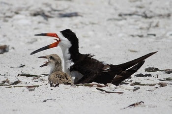 skimmer