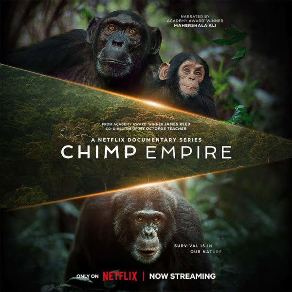 Chimp Empire filmed in Ngogo, Kibale Forest Uganda