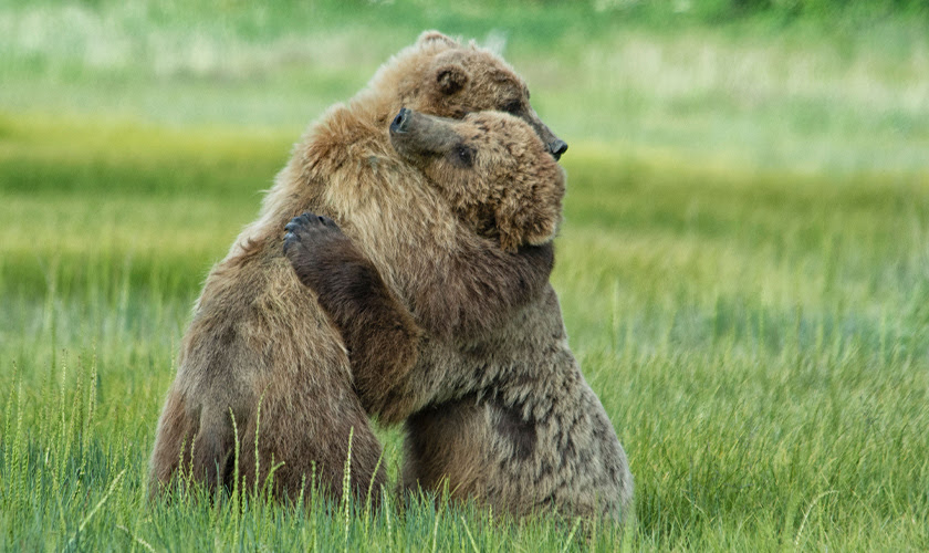 Two bears hugging