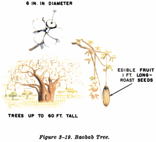 baobab tree illustration edible plants