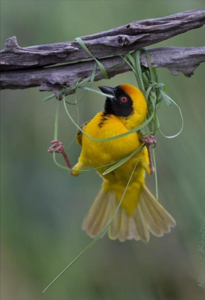 Weaver bird starting a nest