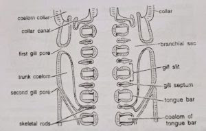 H.L.S. of branchial portion of pharynx to show first four gill-slits opening by a common gill pore
