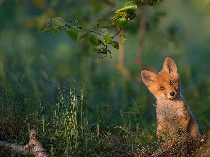 National Geographic 2015