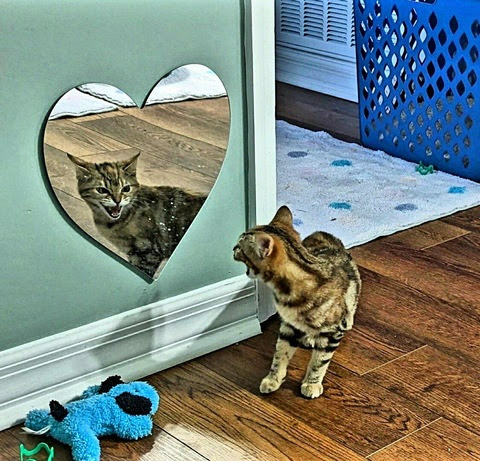 Cat-Mirror