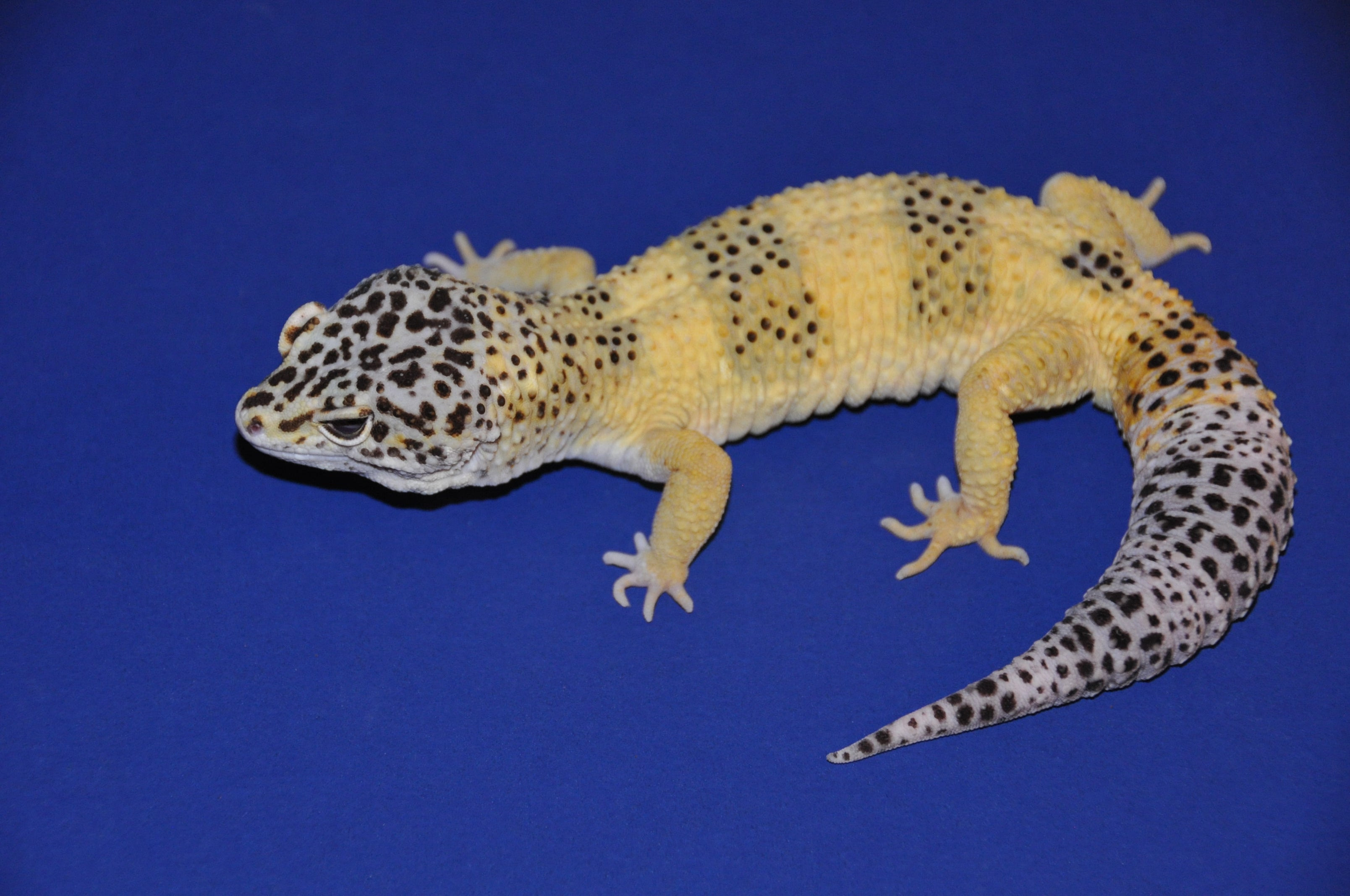 Closeup of the gecko Mr. Frosty on a blue background