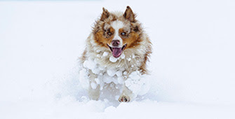A dog running through deep snow