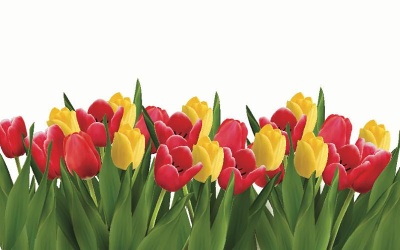 red_yellow_tulips.jpg