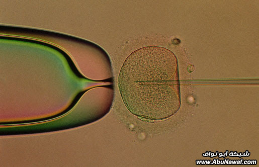 الحائزون على جائزة نوبل عام 2010 Fertilisation_photo