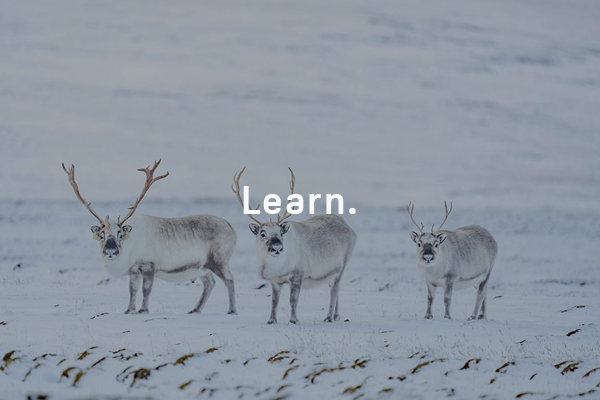 The World’s Smallest Reindeer Get Their Day in the Sun