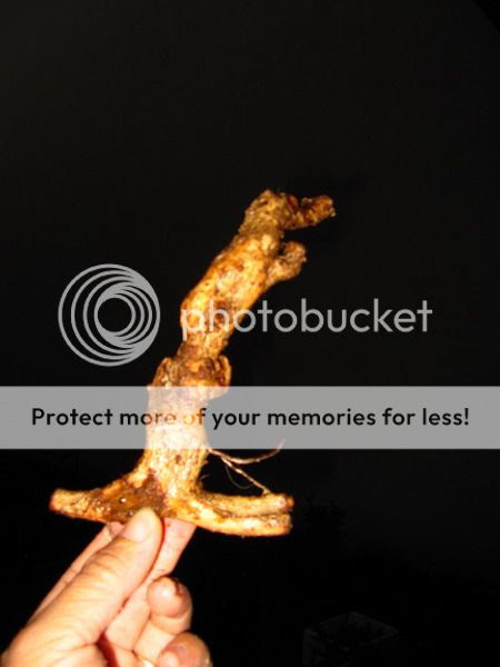 photo IMG_1815_zps3f13a7a6.jpg