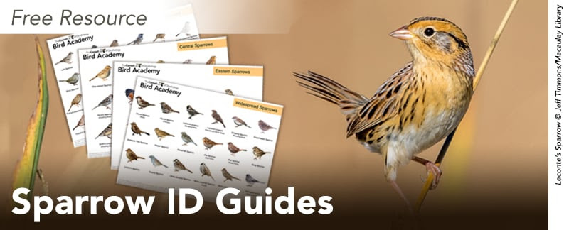 A Leconte's Sparrow along with a view of sparrow ID guide pages. Text: Free Resource, Sparrow ID Guides.