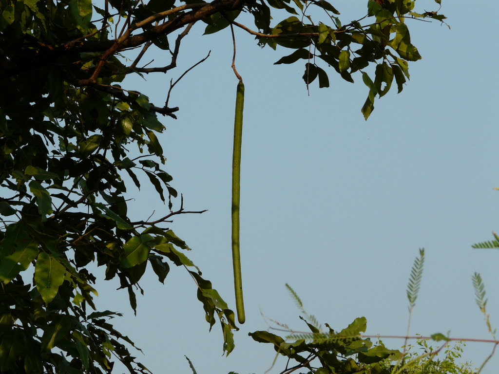 Cassia fistula L.