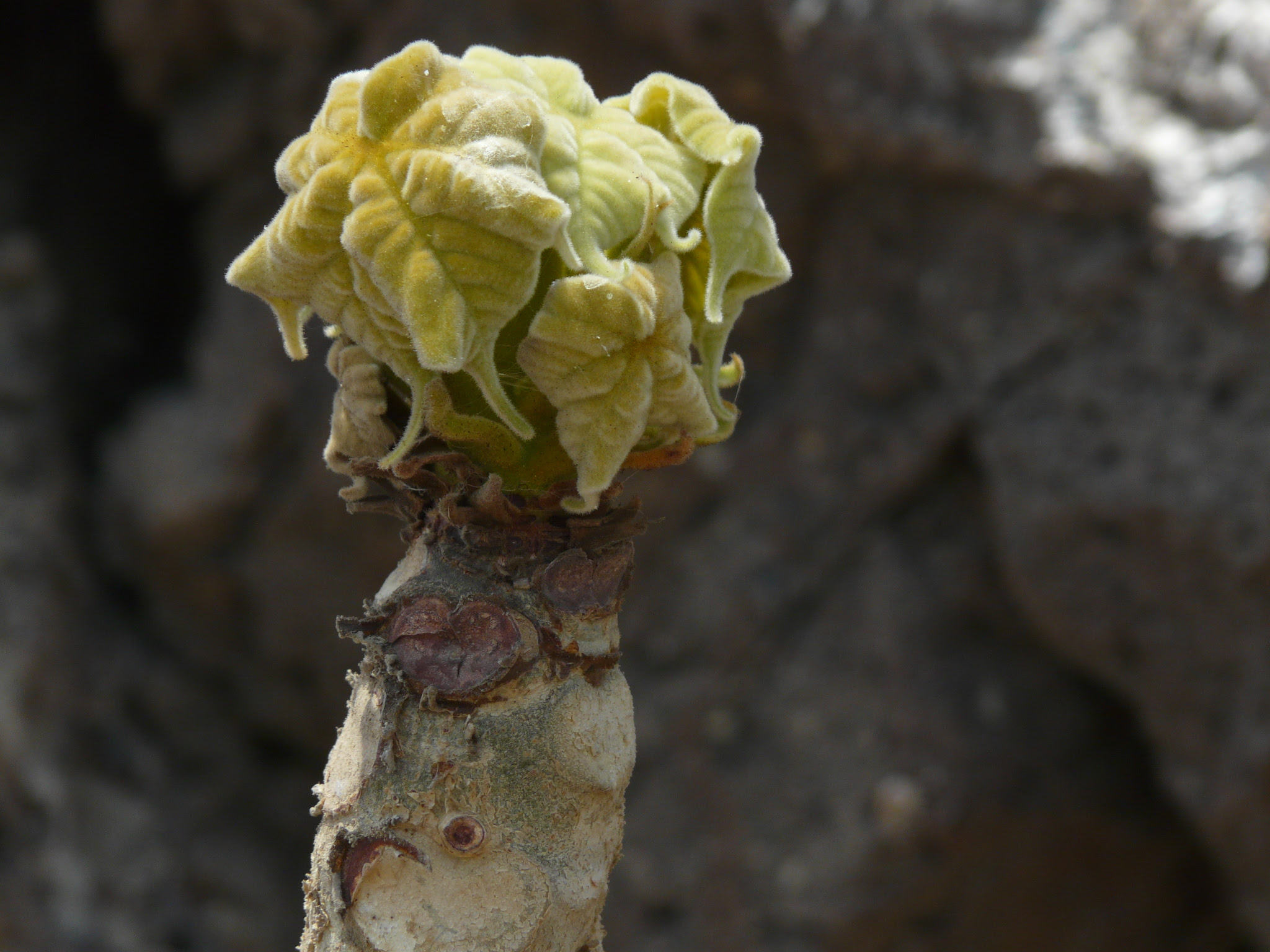 Sterculia urens Roxb. :: leaf-budding