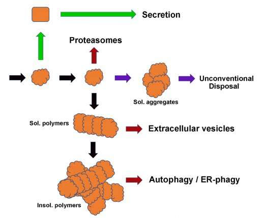 The road to uncovering a novel mechanism for disposing of misfolded proteins