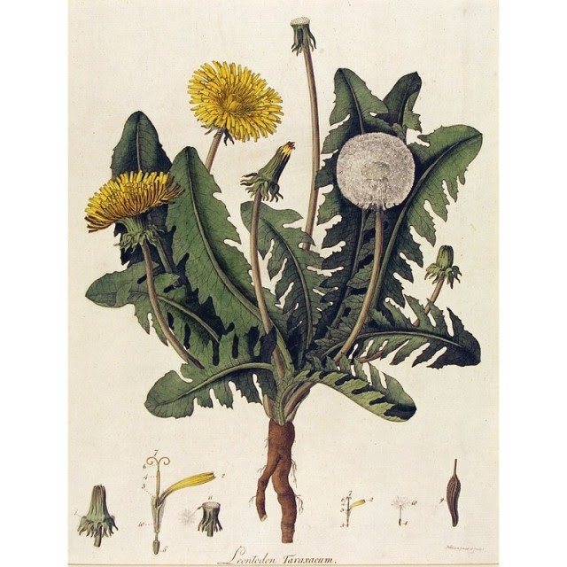 Discover How Dandelions Protect Against Diabetes, Cancer, Liver Disease, Kidney Stones
