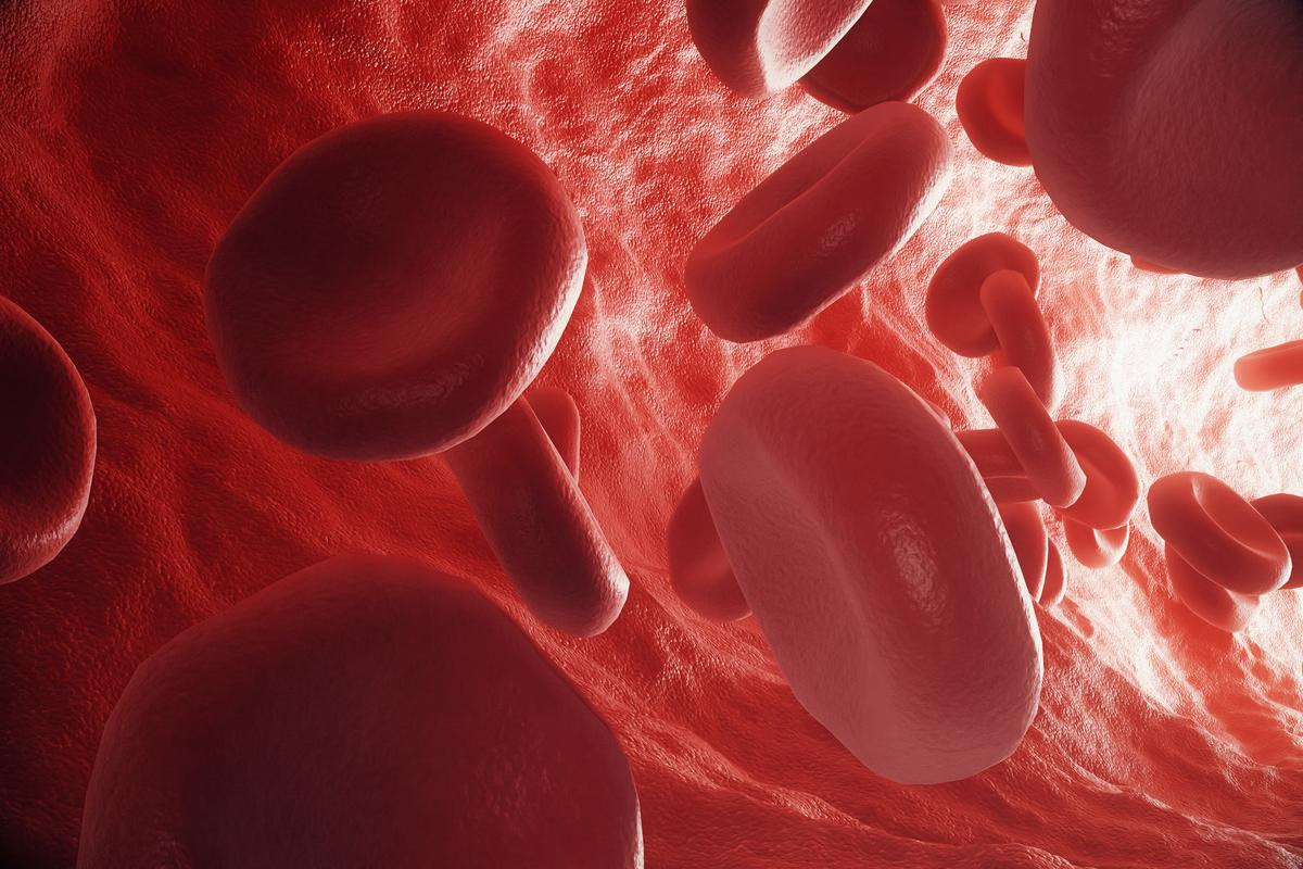 Red blood cells in vein or artery, flow inside inside a living organism. 3d rendering
