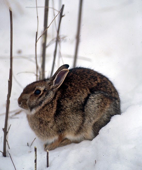 A cottontail rabbit in the snow