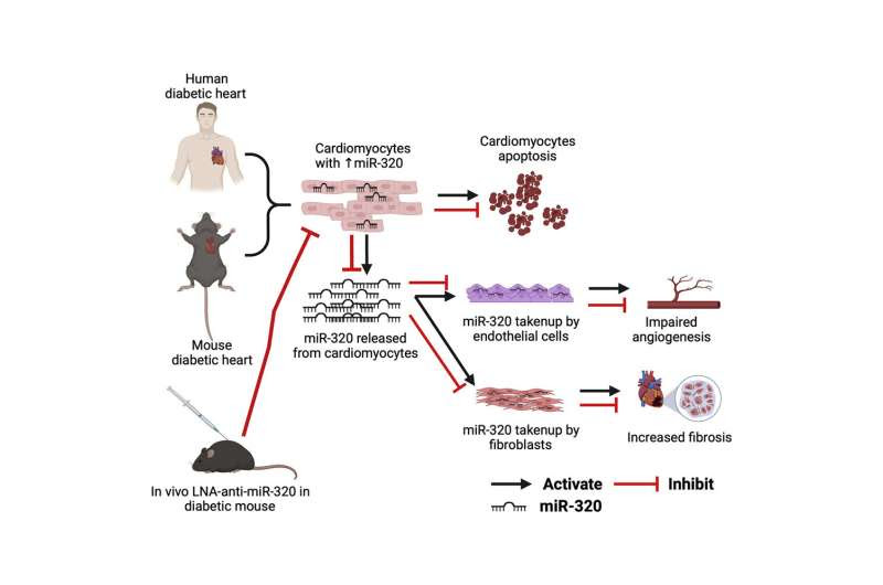 Researchers closer to treating heart disease in diabetic patients