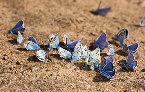 Group of blue butterflies