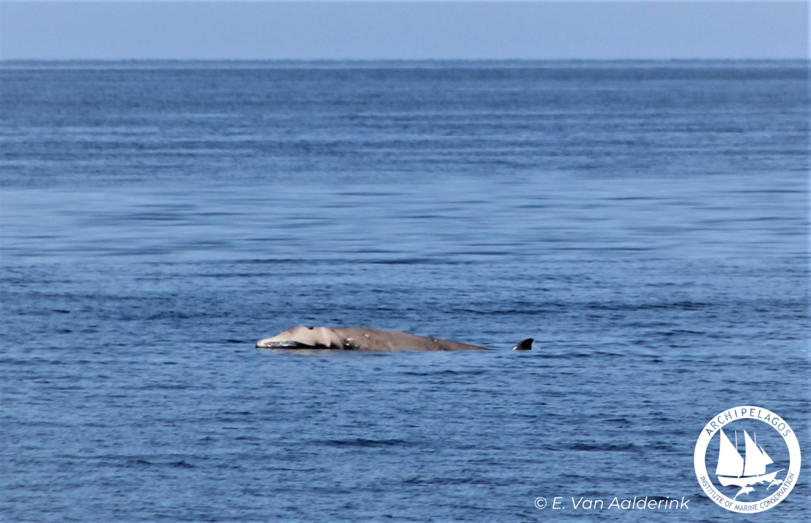beaked whale Ikaria trench 07 21