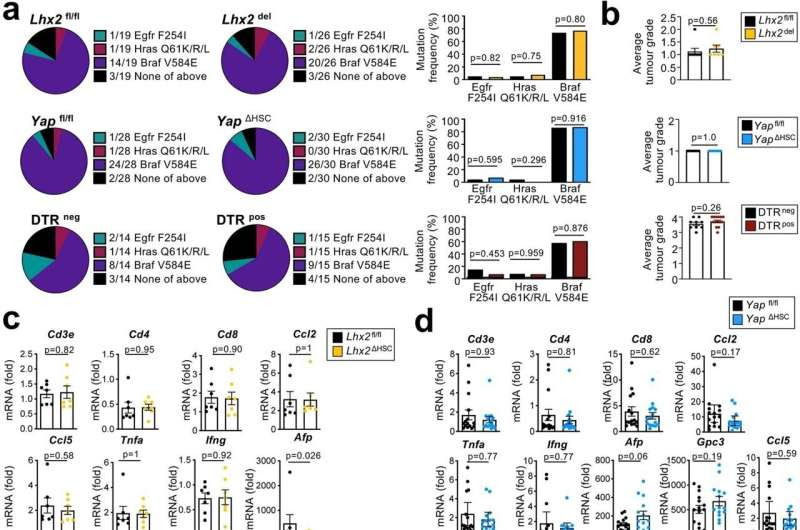 Study Points Toward New Ways to Prevent Liver Cancer