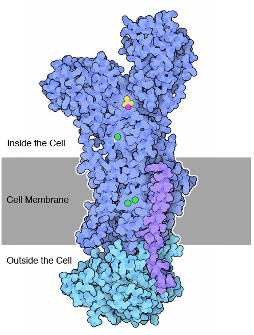 A long, blue structure containing three green dots. The middle third of the structure is inside a bar labeled cell membrane, and about a third is on either side, with one side labeled inside the cell and the other labeled outside the cell.