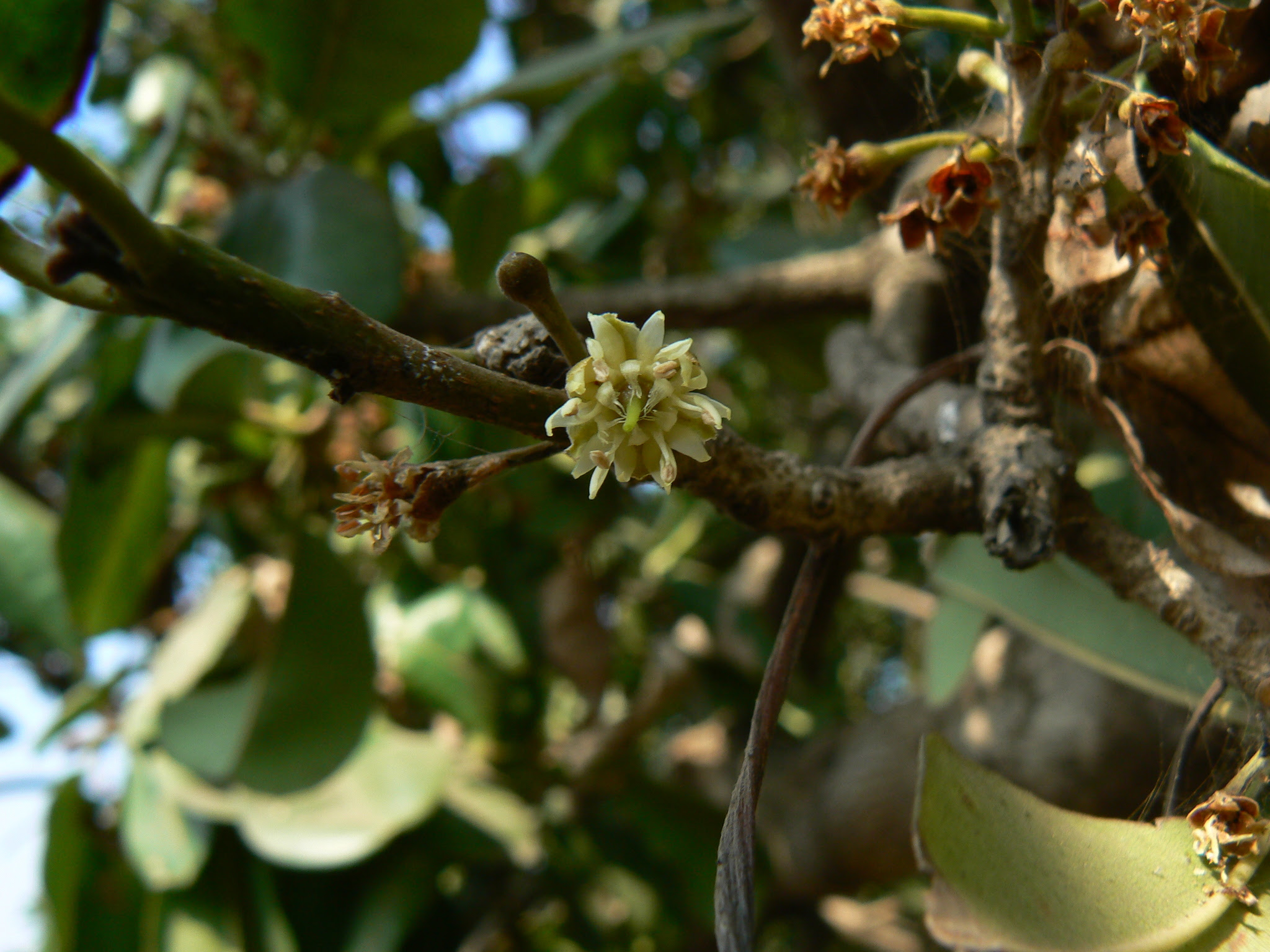 Manilkara hexandra (Roxb.) Dubard