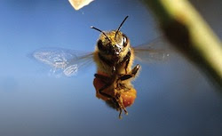 image of flying bee