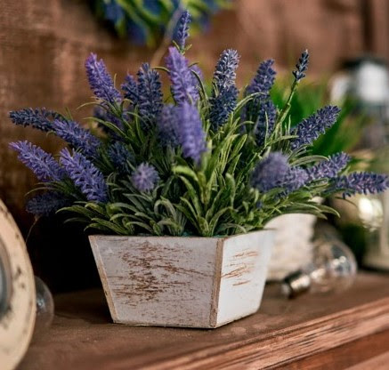 Lavendar in Pot