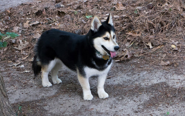Husky + Corgi