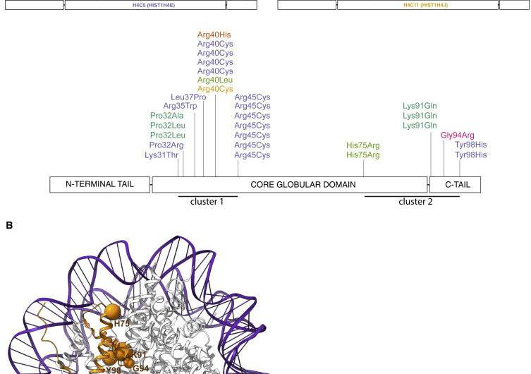 Answers for families as researchers identify new rare genetic mutation