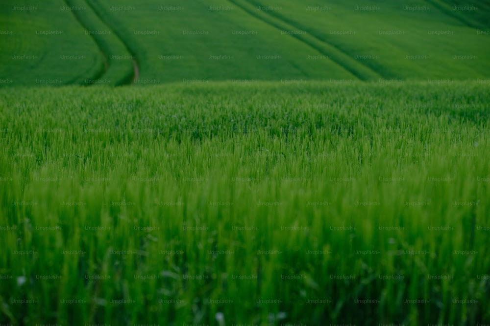 un champ d’herbe verte avec un chemin au milieu