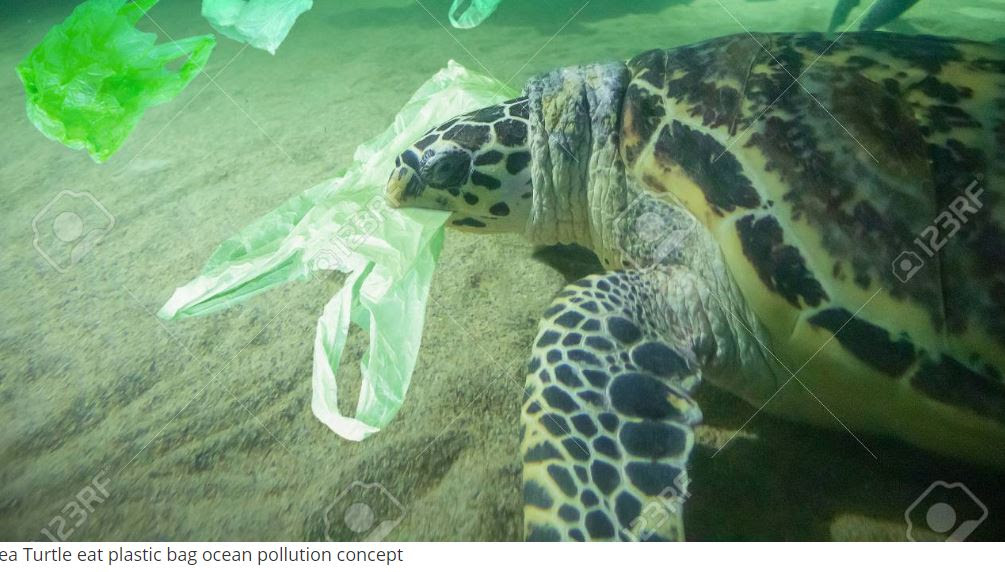 turtle Plastic