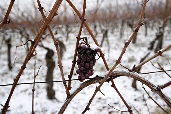 《法國葡萄酒雜誌》（La Revue du Vin de France）報導說，在過去的一年，國際盛產葡萄酒的地區均受暴風雨天氣的影響，其中法國和拉丁美洲表現最為顯著。（PATRICK HERTZOG／AFP／Getty Images）