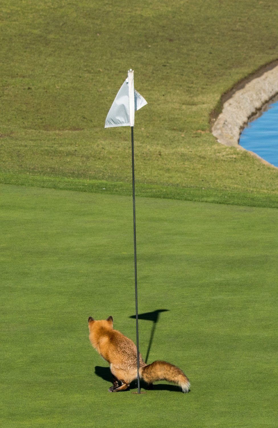 A fox defecating in a                                            golf
