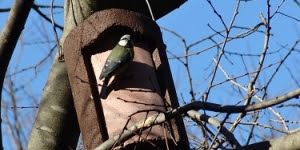 Les caixes niu del parc de Catalunya de Sabadell estan plenes en un 80%