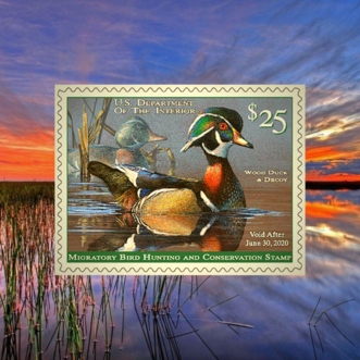 Duck Stamp