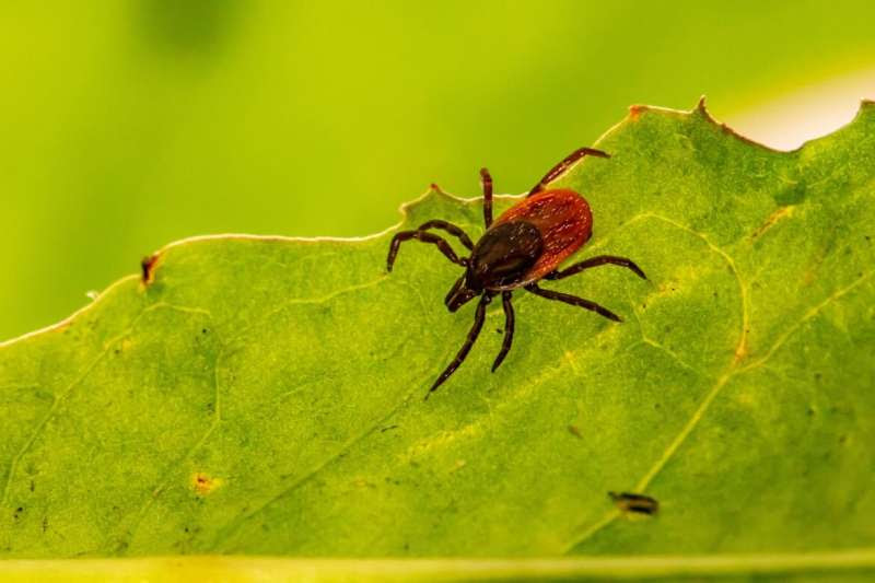 Black patients' Lyme disease often diagnosed late, possibly due to missed signs