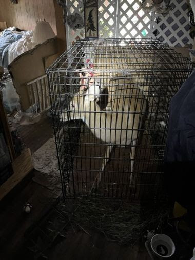 deer held in cage inside a house