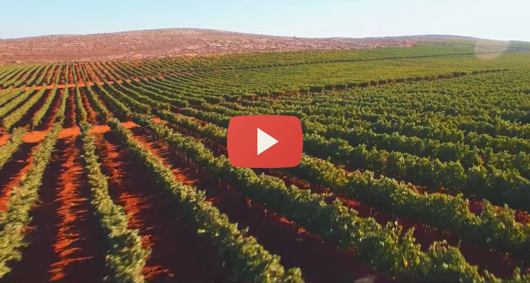 vineyards-Iamisrael-email