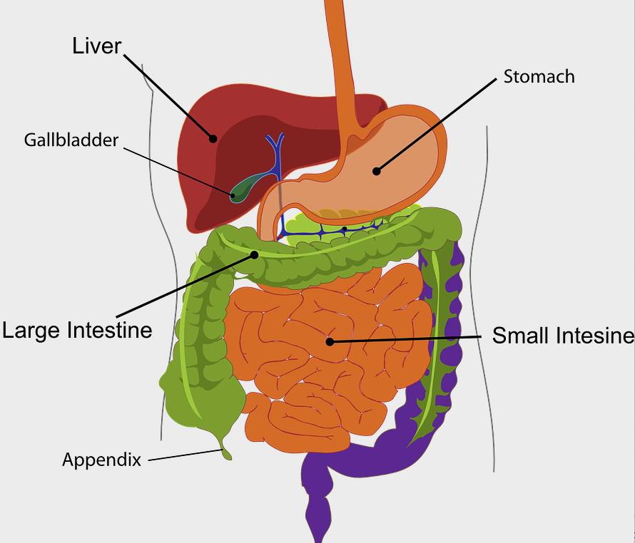 Gut symptoms & your gallbladder – Choosing Health Now