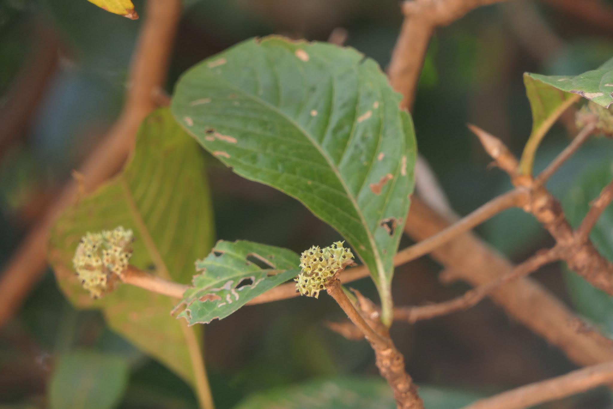 Pavetta crassicaulis Bremek.