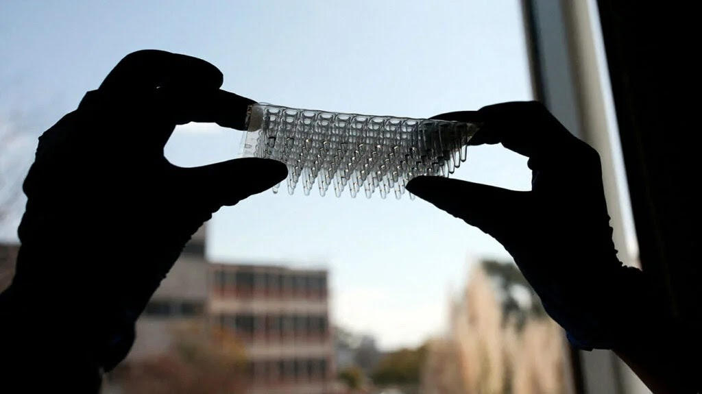 A person holds a rack of small test tubes up toward the sky