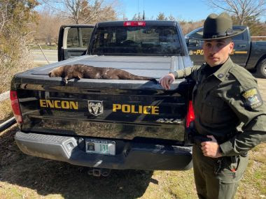 ECO stands next to dead otter on truck