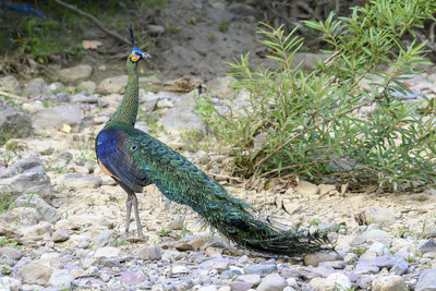 Green Peafowl (Photo provided by Dino River Natural Reserve Administration, Shuangbai County, Chuxiong Prefecture, Yunnan Province)